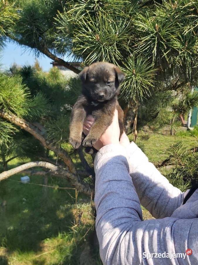 Mieszaniec labrador z goldenem