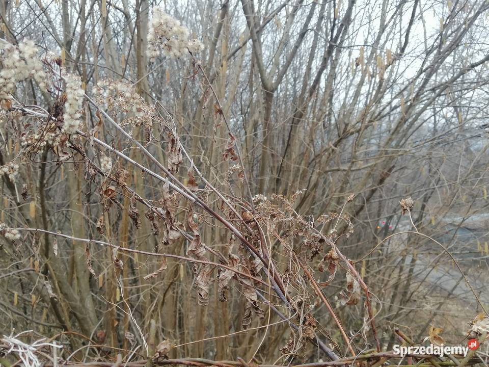 Sprzedaż Zakładu Produkcyjnego w Polsce w Jasło