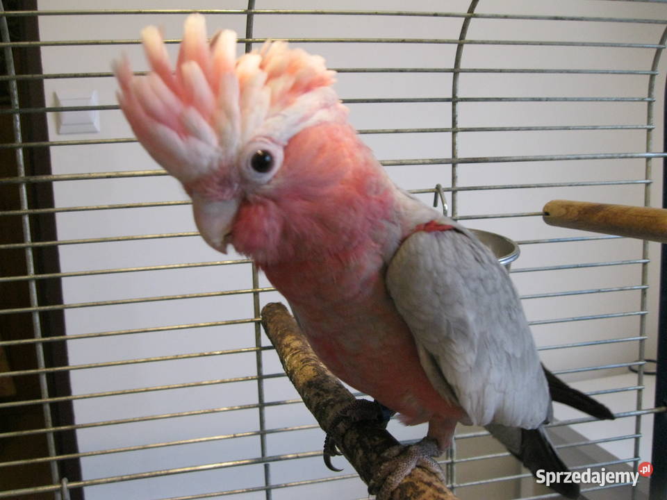 KAKADU RÓŻ0WA amica z DNA Ptaki Luboń