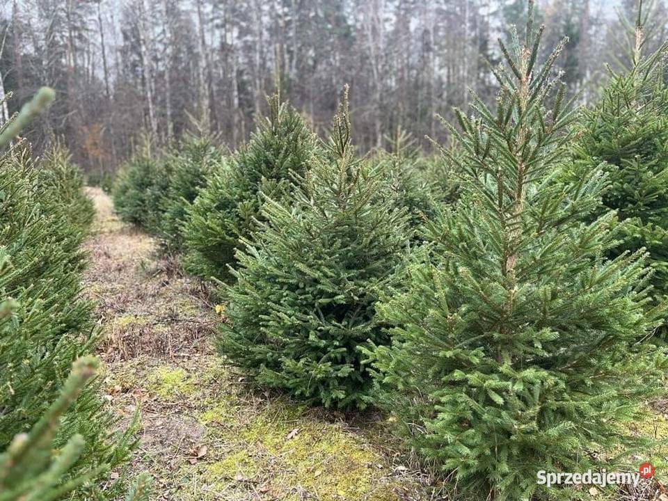 Choinki świerk Żywa Choinka na Święta świeżo Białystok