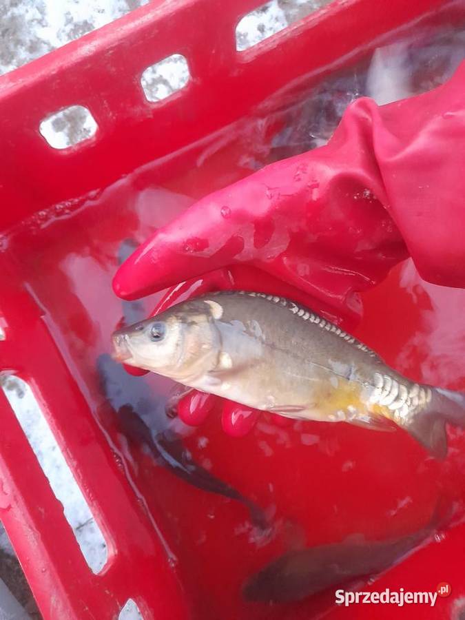 RYBY NARYBEK KARPIA LINA JESIOTRA wielkopolskie Konin