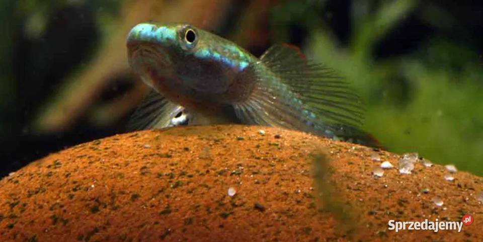 Babka sumatrzańska Stiphodon atropurpureus Gdańsk