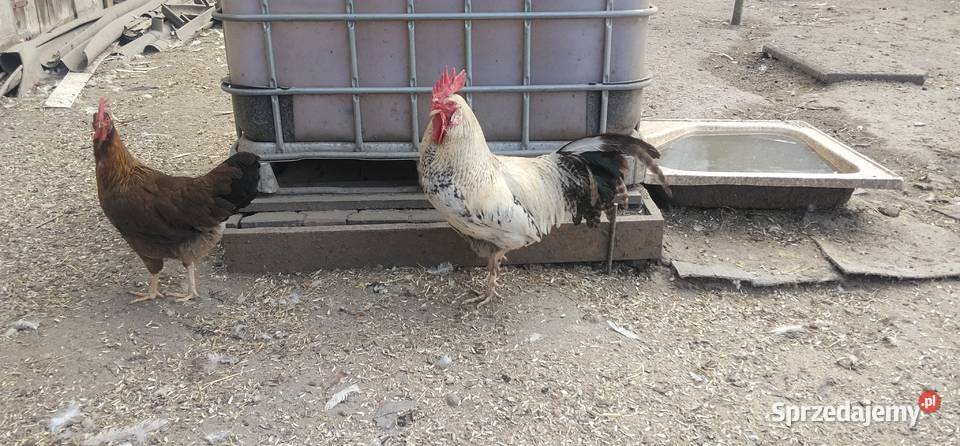 Koguty włoszki legbary 25r Pruchna
