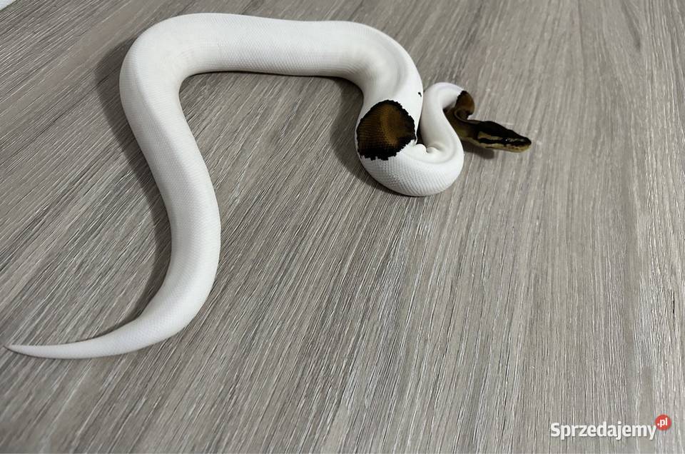 Pyton królewski Kalwaria Zebrzydowska