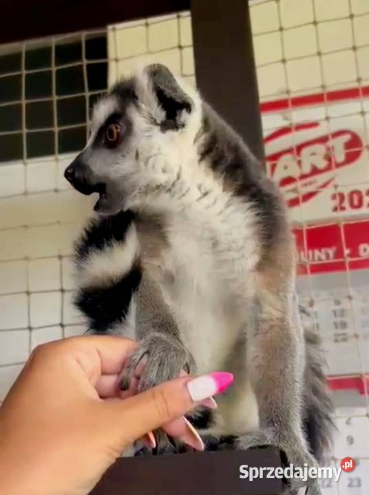 Sprzedam młode Lemury Katta (Lemur catta) - oswojone maluchy z dokumentacją