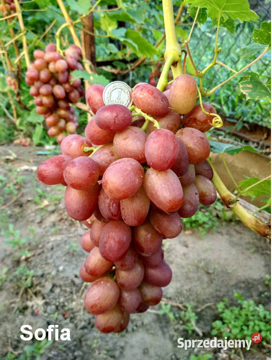 Elitarne winorośle z Ukrainy Owocowe