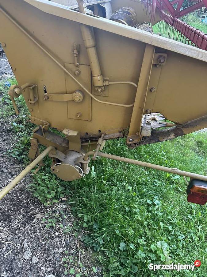 Ładny Bizon Z 40 Szklarnia