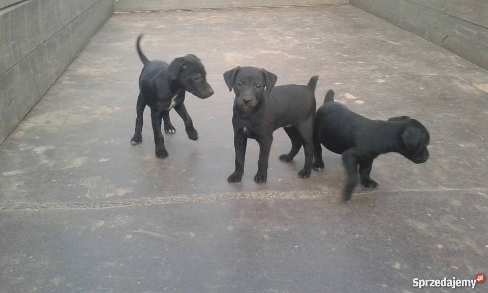 Foksterier jagderrier terier Krzemieniewo