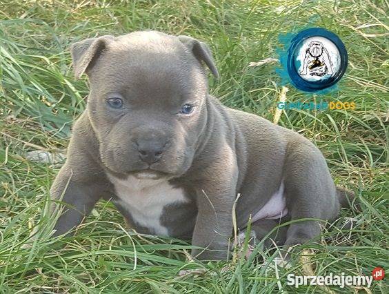 American BullyAmstaff Szczeniaki Gundabar Dogs