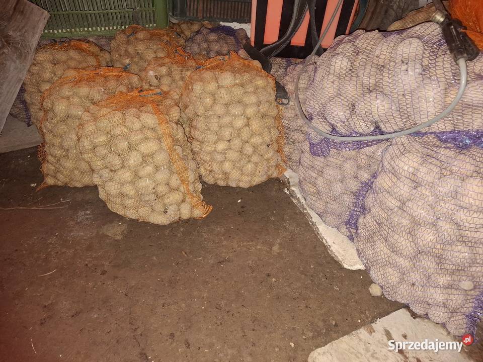 Ziemniaki do sadzenia Łososina Dolna