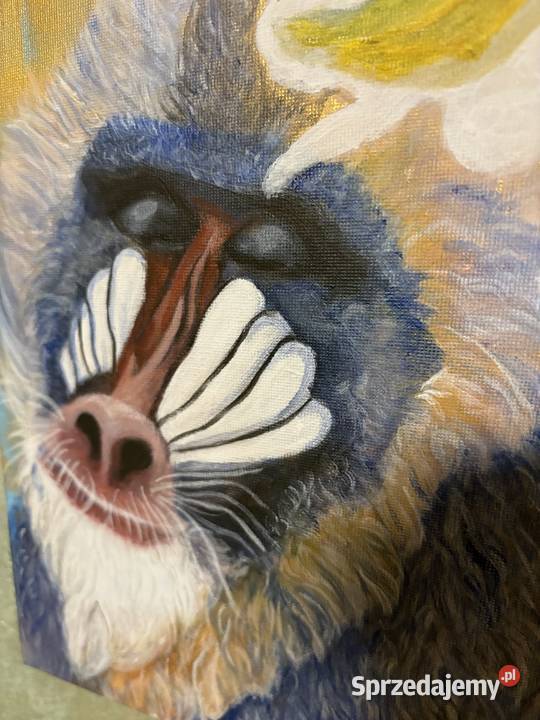 Zamyślony mandryl małpa Duszniki-Zdrój