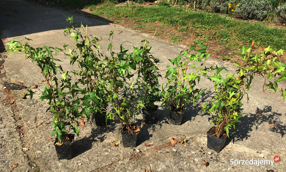 Bluszcz Sagittifolia 17 na ściankę dom ogród Kraków