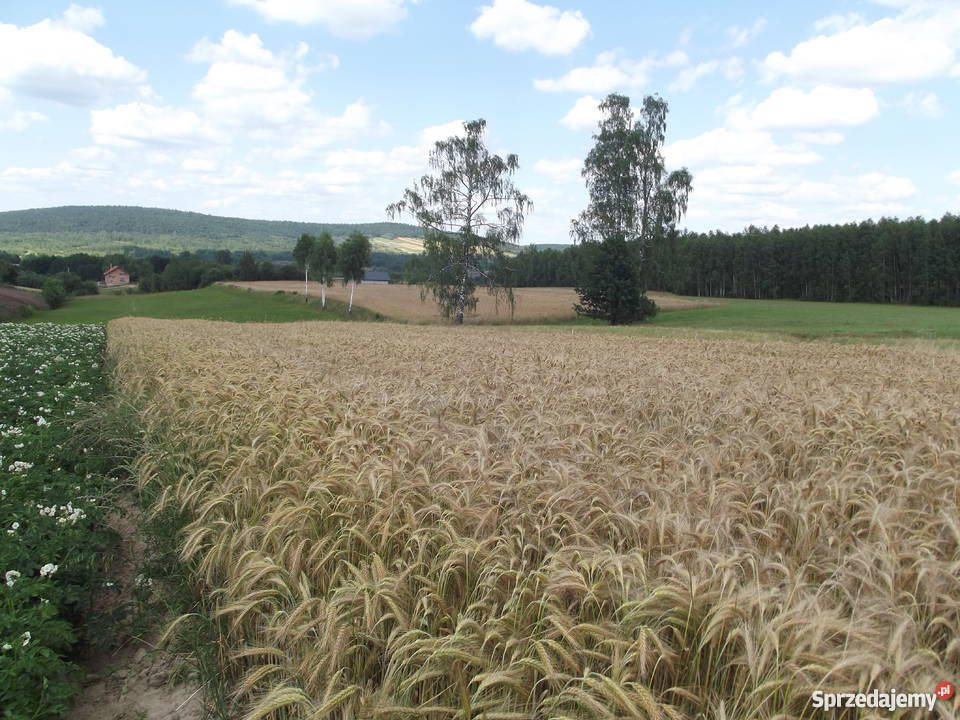 Pszenżyto REMIKO centrali