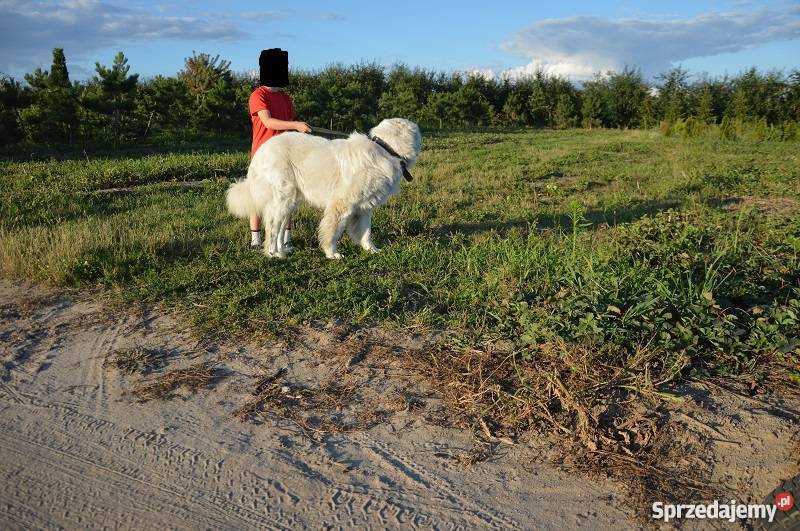 Owczarek Podhalański REPRODUKTOR krycia