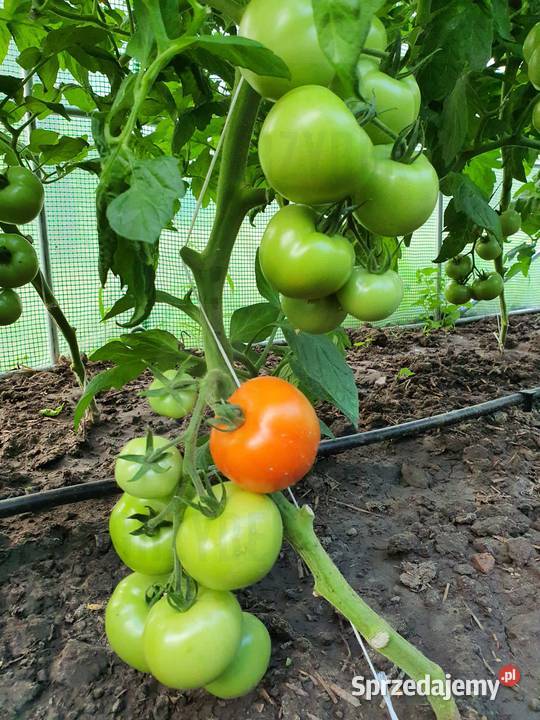 POMIDOR DELFINE rozsada sadzonka Jelenia Góra