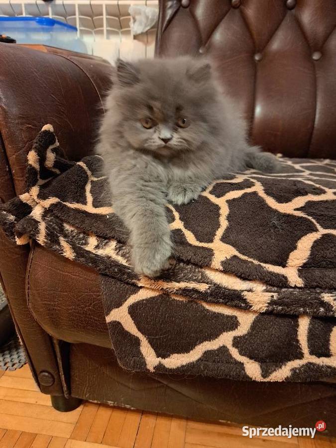Kotki perskie niebieskie Siedlce