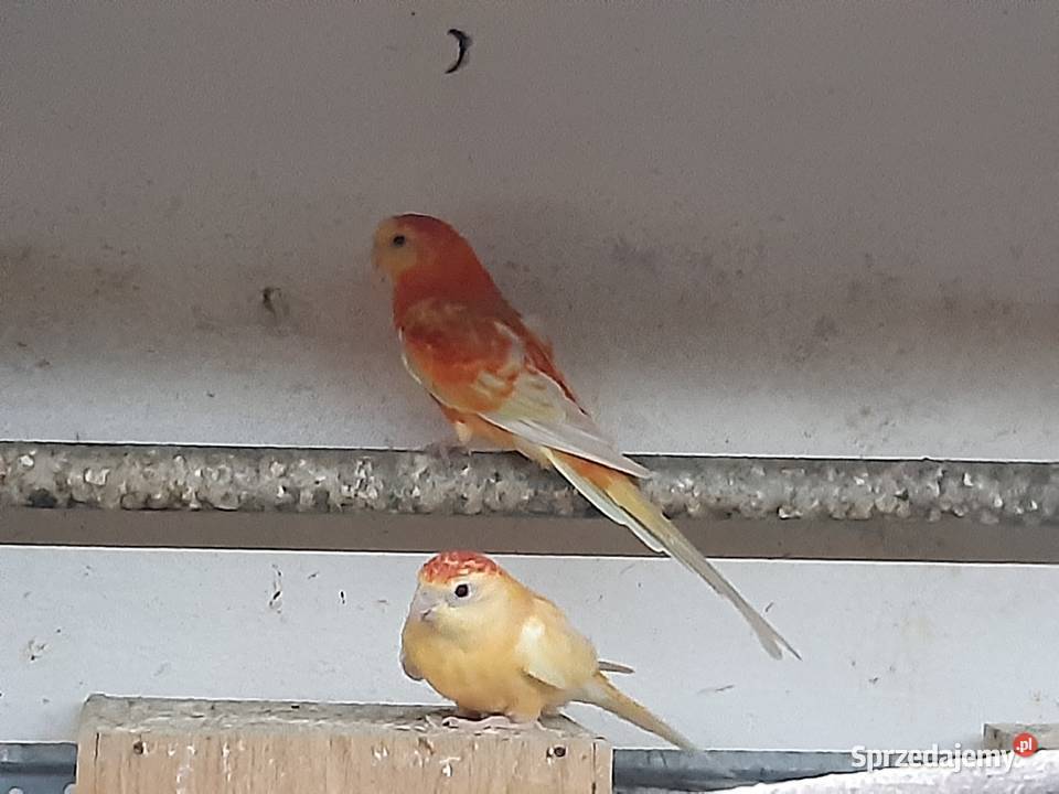 Świergotki parka lęgowa Bystrzyca sprzedam