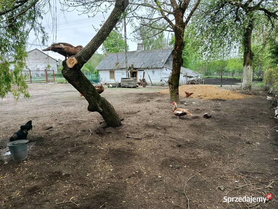 Siedlisko dom drewniany obora stodoła 60m2 Niedziałowice Pierwsze sprzedam