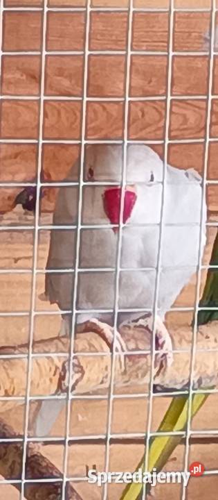 Aleksandrieta obrożna samica lęgowa Włoszakowice