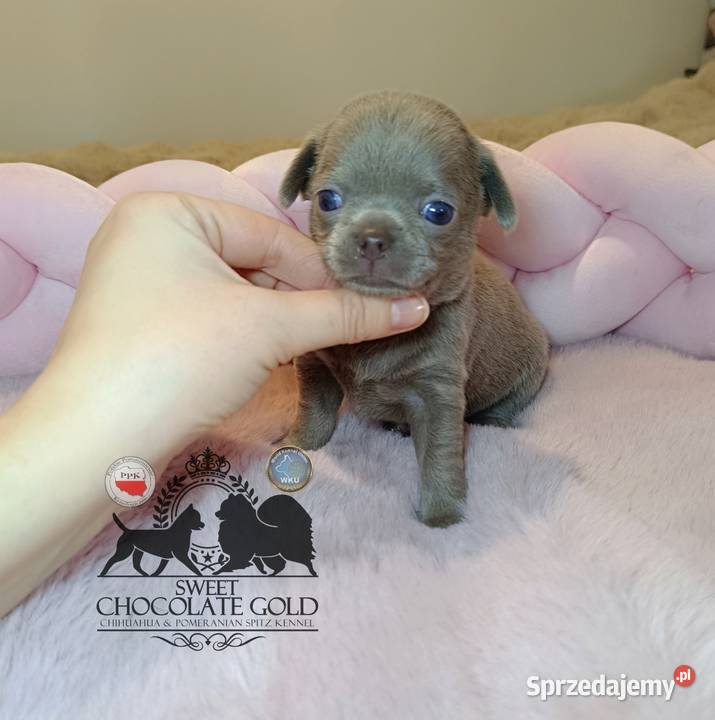 Chihuahua sunia krótkowłosa piękna badania Warszawa