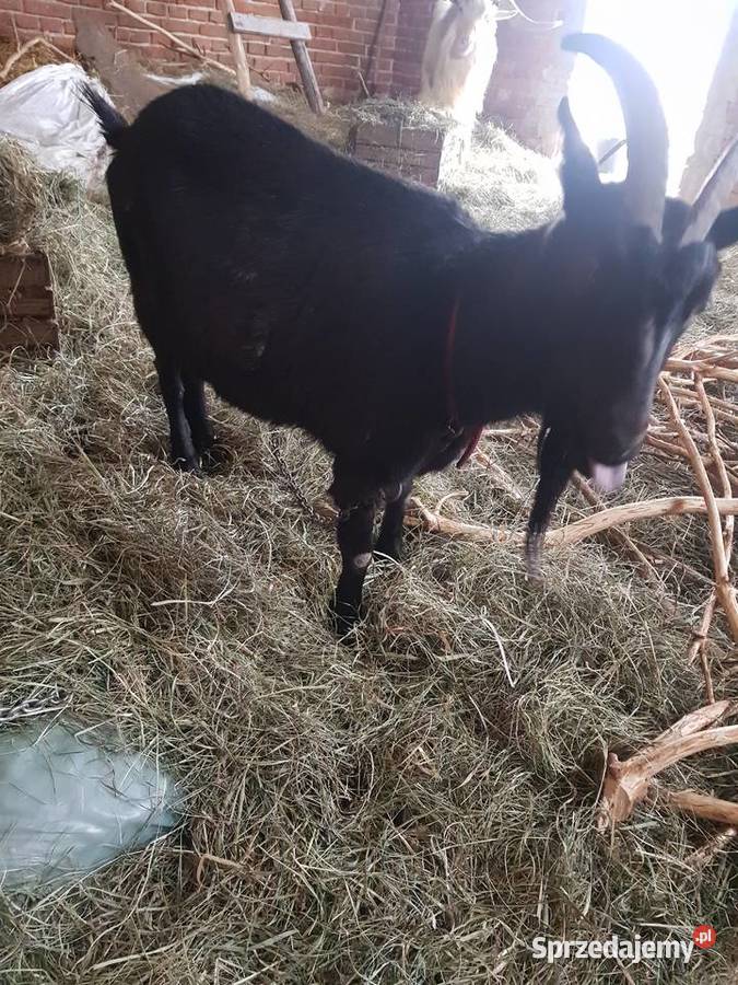 Sprzeam Kozę Michów