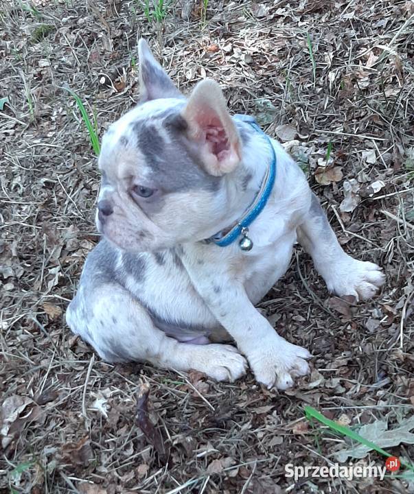 Buldog francuski pieski Pabianice