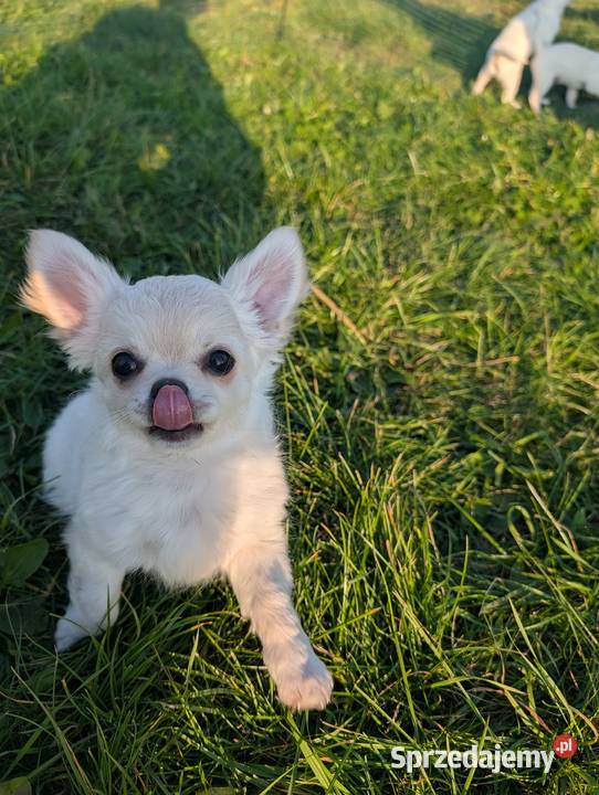 Piesek długowłosy chihuahua kremowy łódzkie