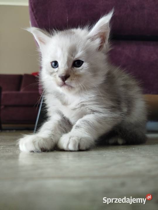 Jasper kocur Maine Coon kujawsko-pomorskie Szembruk