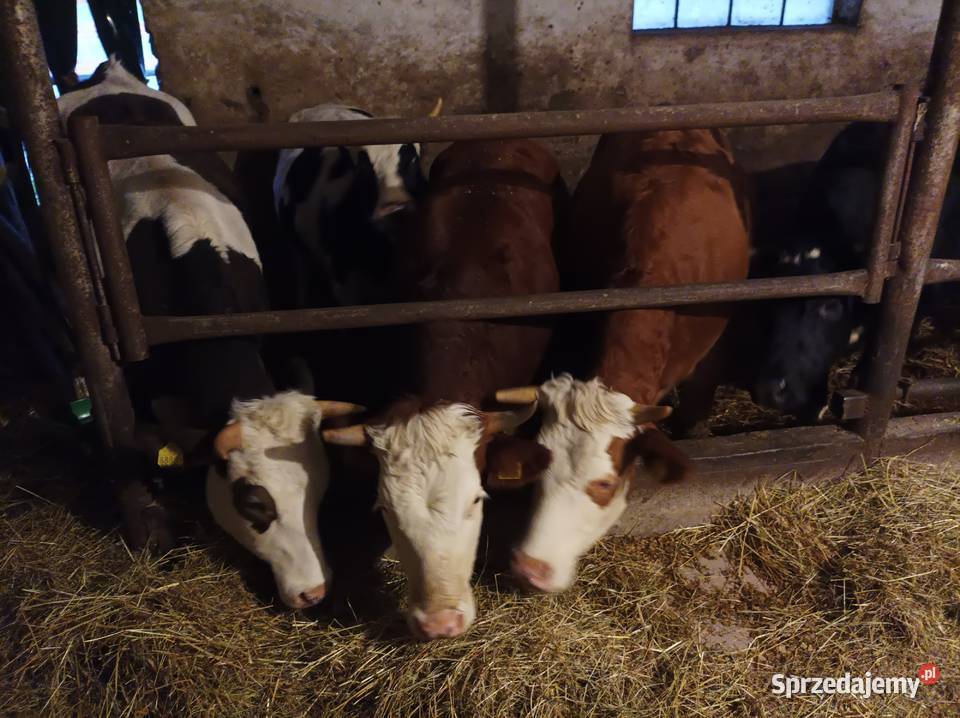 Likwidacja stada krów jałowek Zduny