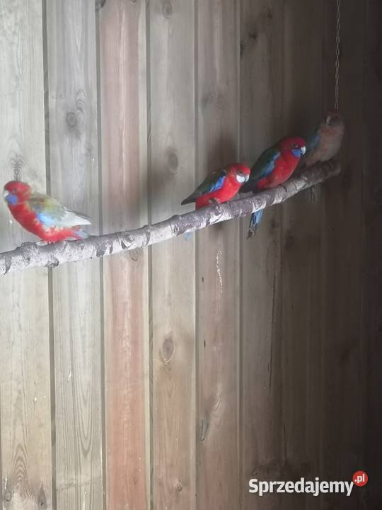 Rozella rozelle królewska bialolica Ptaki Lubosz