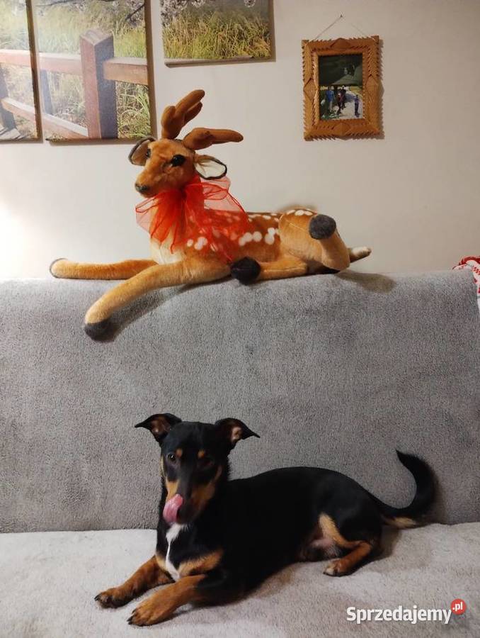 Stroiki świąteczne warmińsko-mazurskie Ełk