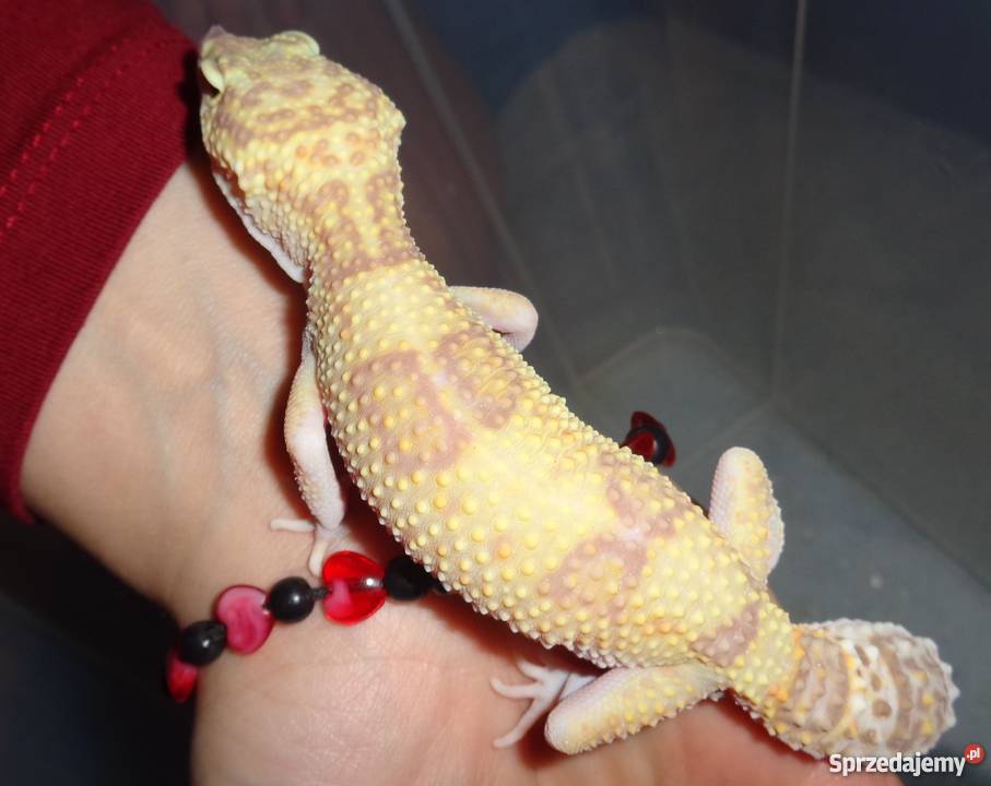 Gekon Lamparci Bielsko-Biała