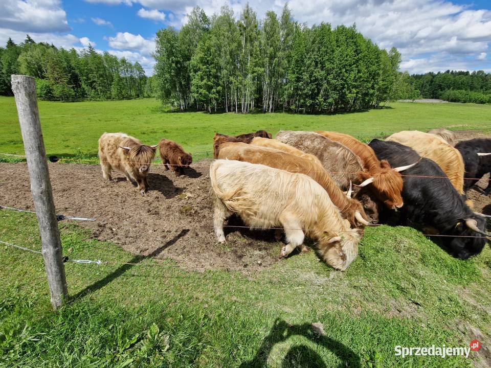 Sprzedam bydło szkockie Highland Cattle całe podlaskie Płaska