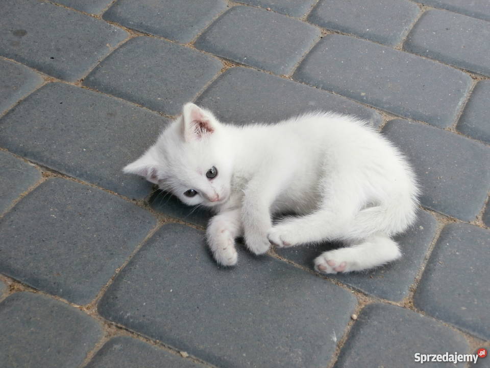 Biała Kotka mazowieckie Radom sprzedam