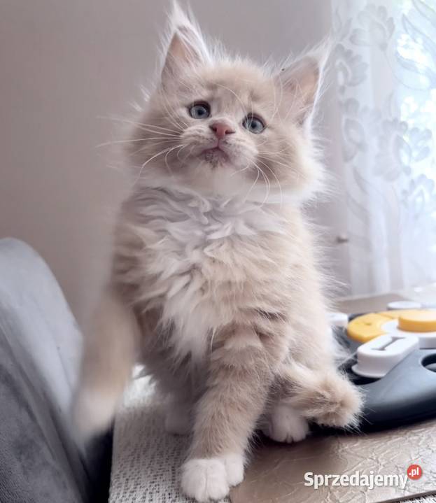 Maine Coon kotki Maine Coon Wińsko