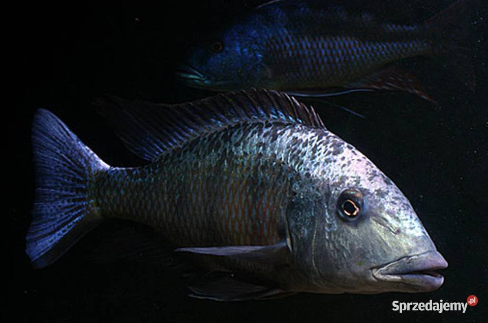 Fossorochromis rostratus Pyszczak Malawi Ryby