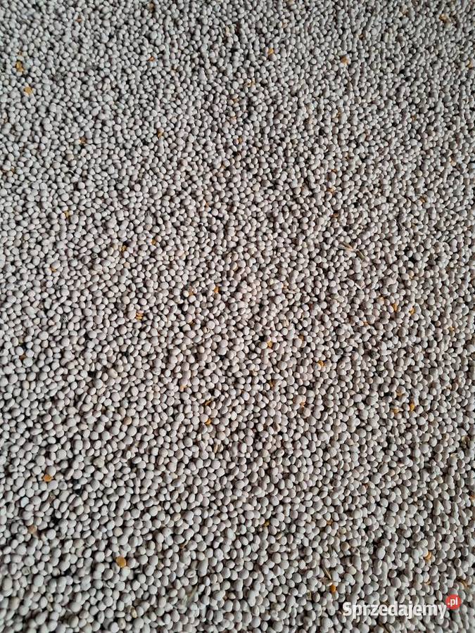 Łubin biały słodki ZEUS