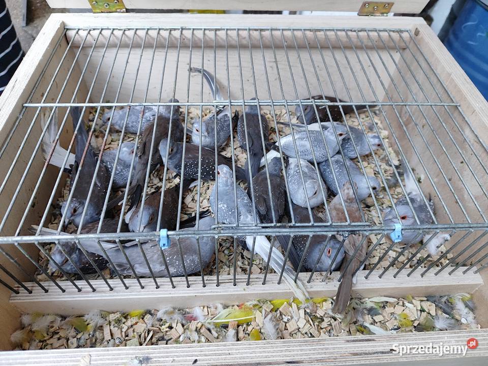 Papugi gołąbki diamentowe Bochnia