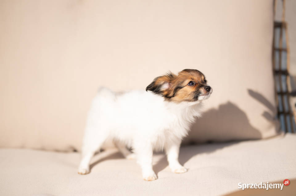 Szczeniak Papillon Spaniel Kontynentalny ZKwP Kalisz