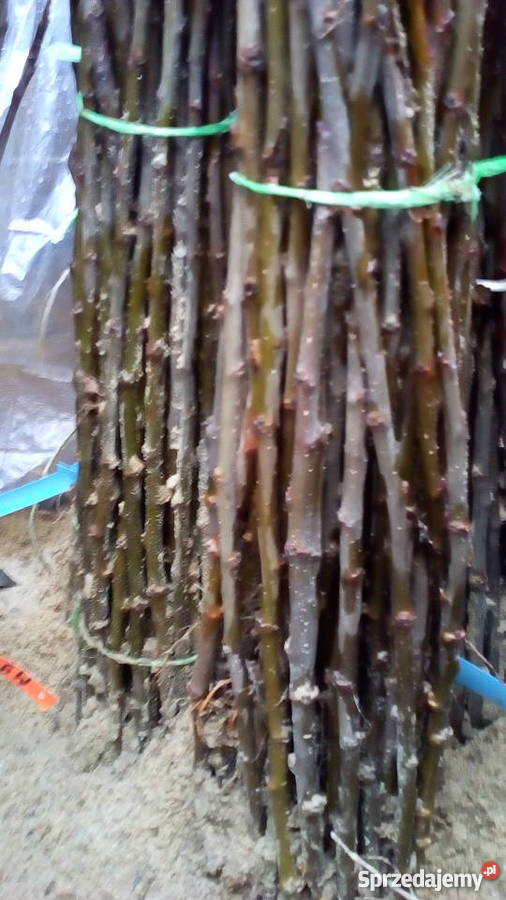 Podkładka pod drzewka M9 Dom i Ogród