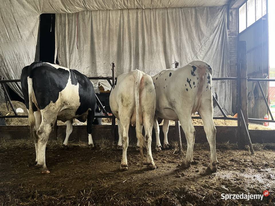 Jałówki wysokocielne Begno