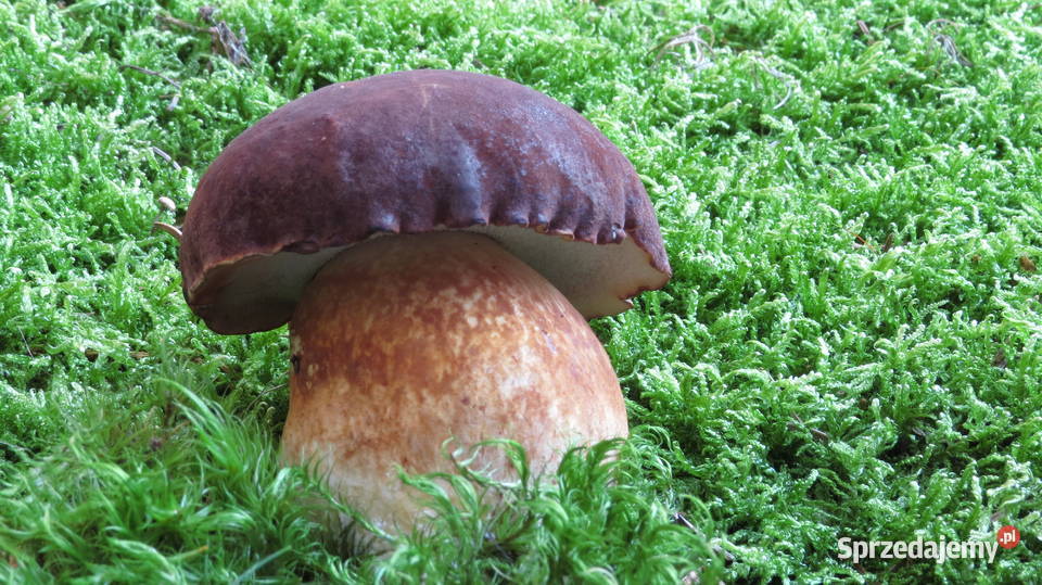 Grzyby suszone podgrzybek brunatny 20 dkg susz Koszalin