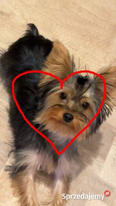 Sprzedam suczkę york sdalowo złota sprzedam