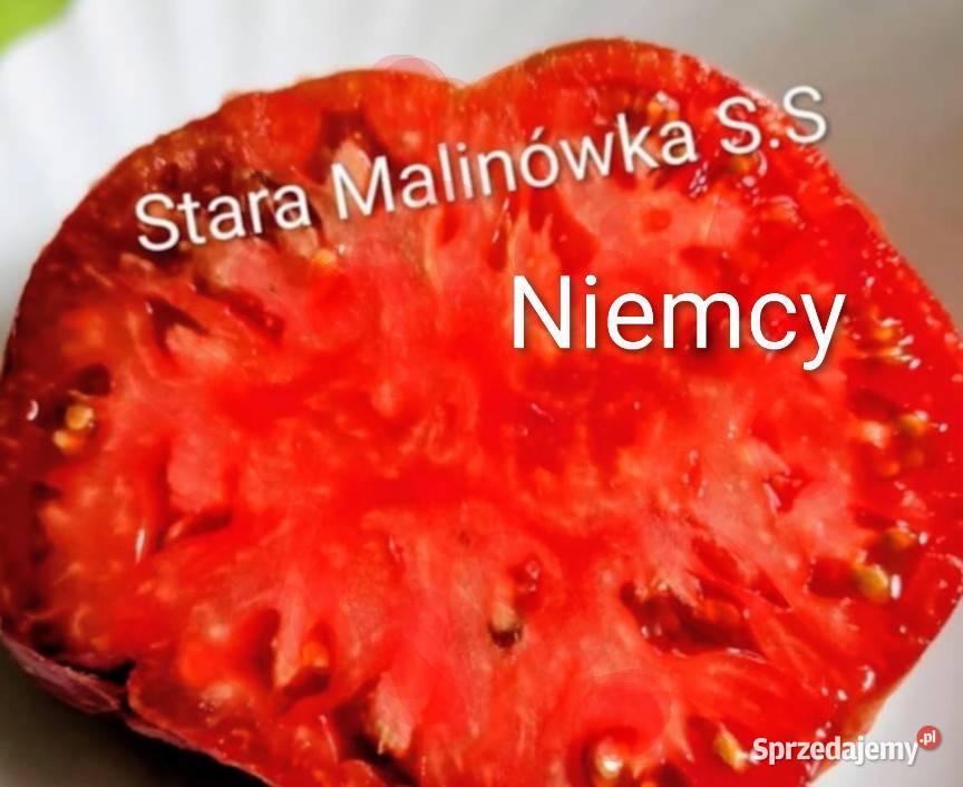 Stara Malinówka pomidor kolekcjonerski SS dolnośląskie Legnica