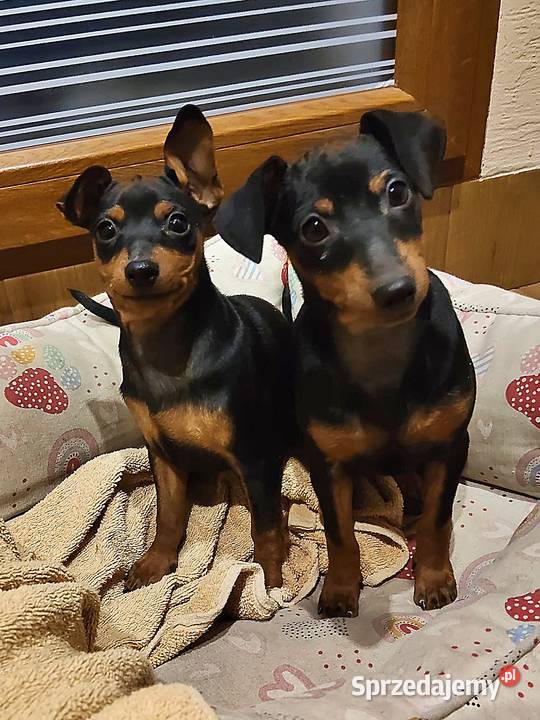 Pinczer miniaturowy Konin