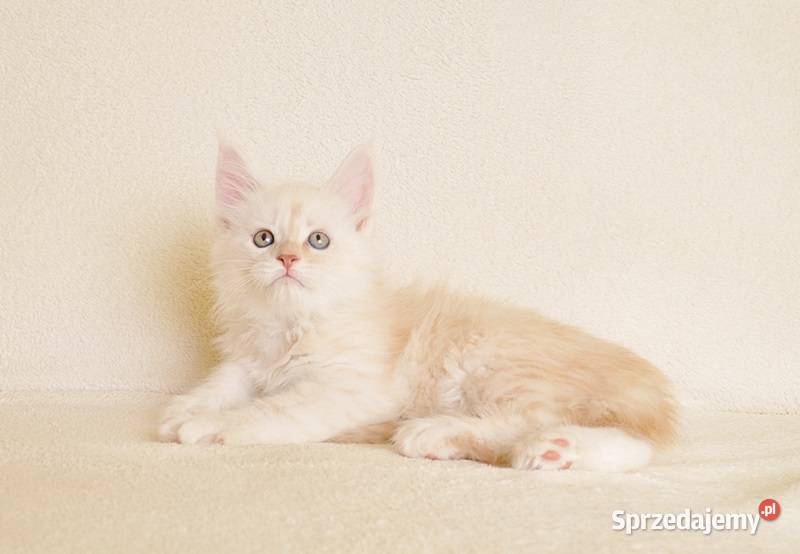 Prześliczny kocurek shaded Rodowód PZFWCF Białystok