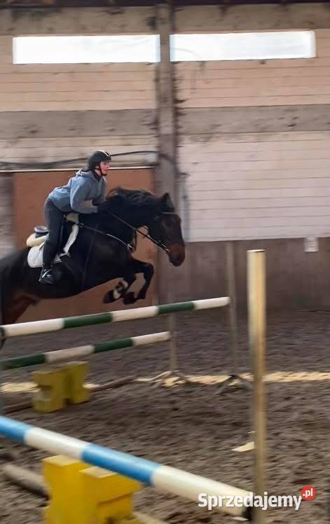 Walach do małego sportu Pruszków