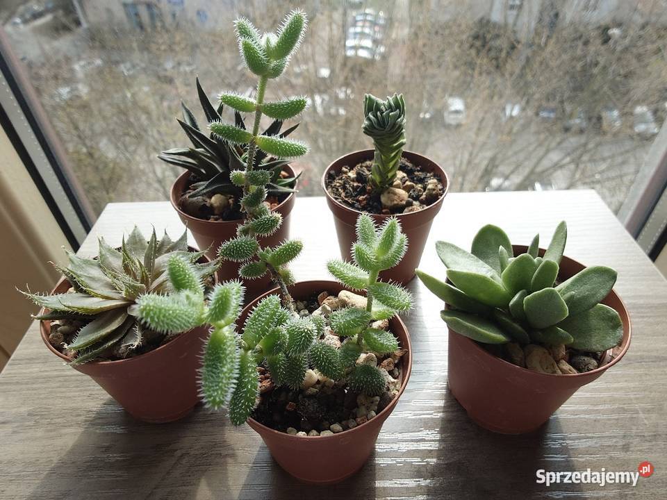 Sukulenty 5 kolekcja Crassula kimnachi Haworthia Warszawa