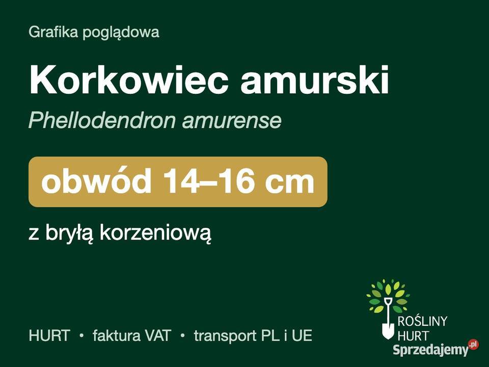 Korkowiec amurski obwód 1416 z bryłą HURT