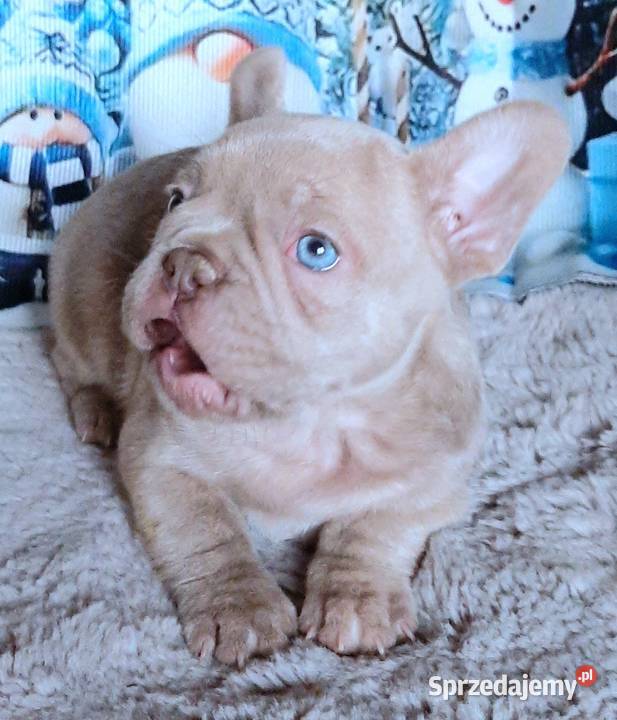 Buldog francuski chlopak isabela łódzkie Pabianice